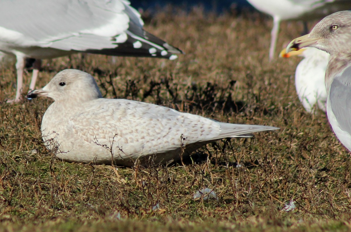 Iceland Gull (kumlieni) - ML44512291