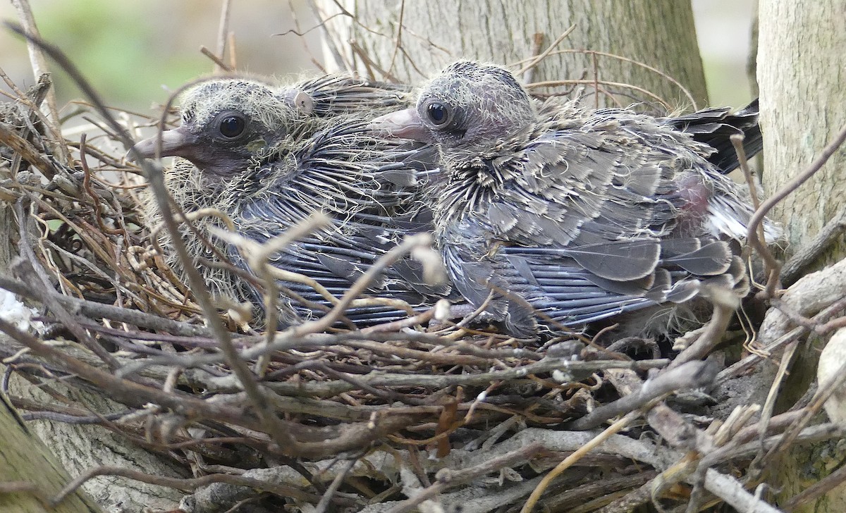 Eared Dove - Lisa Brunetti