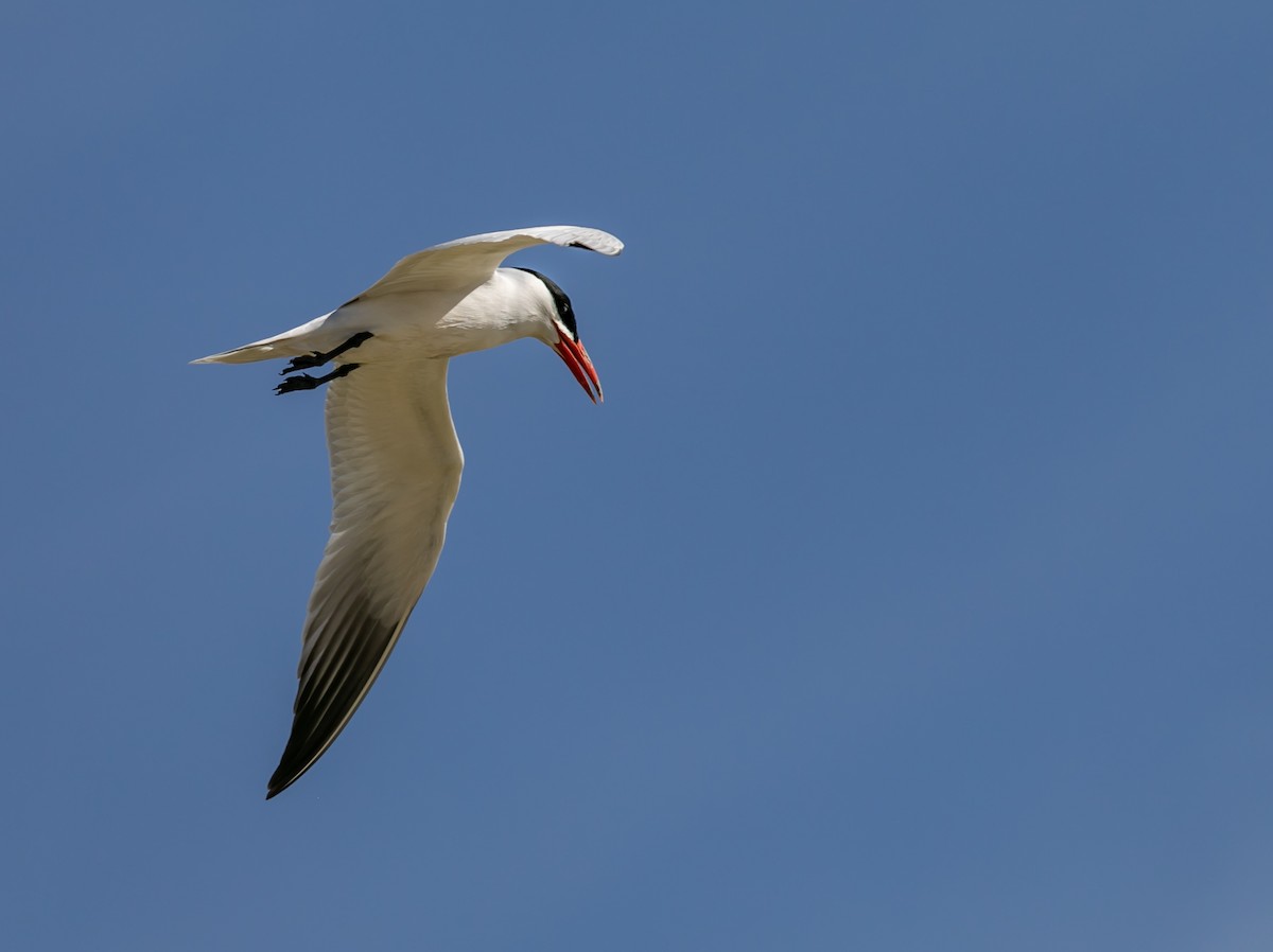 Caspian Tern - ML445124221