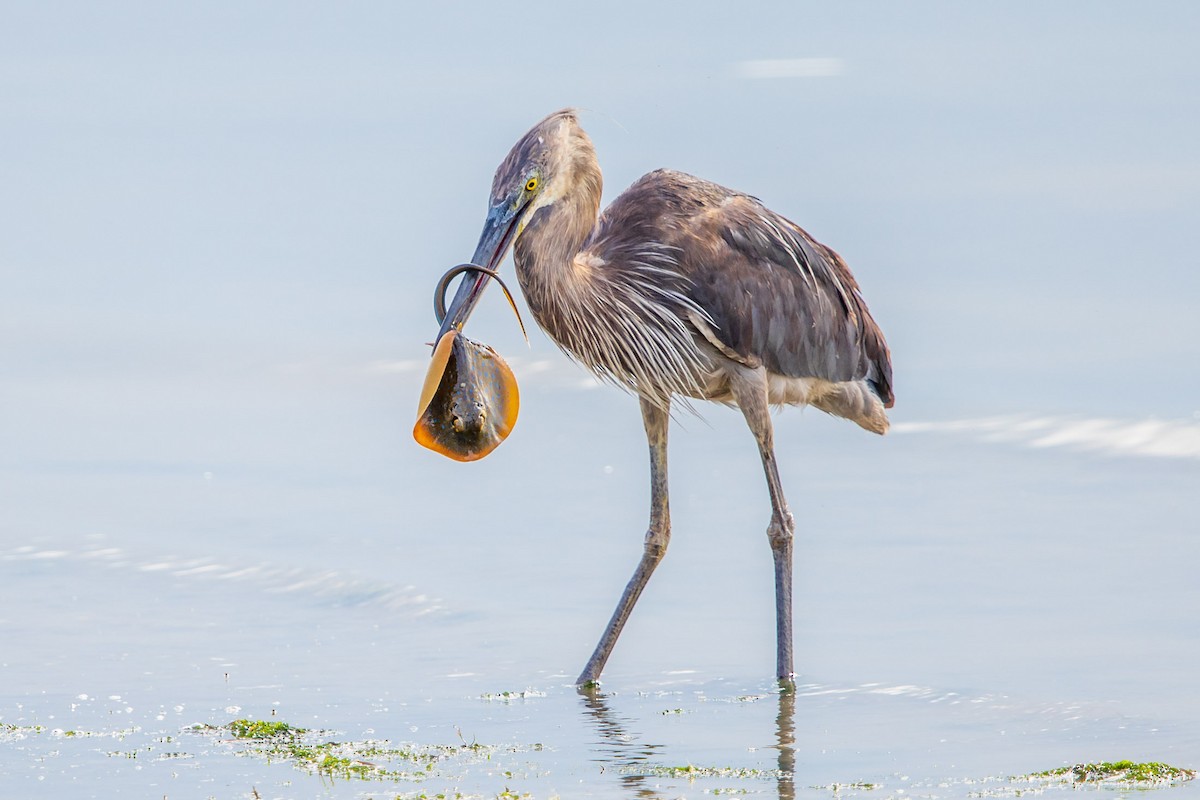 sotvingehegre - ML445124481