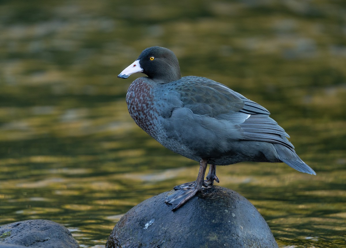 Pato Azul - ML445125501