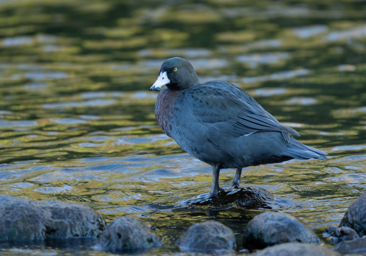 Canard bleu - ML445125511