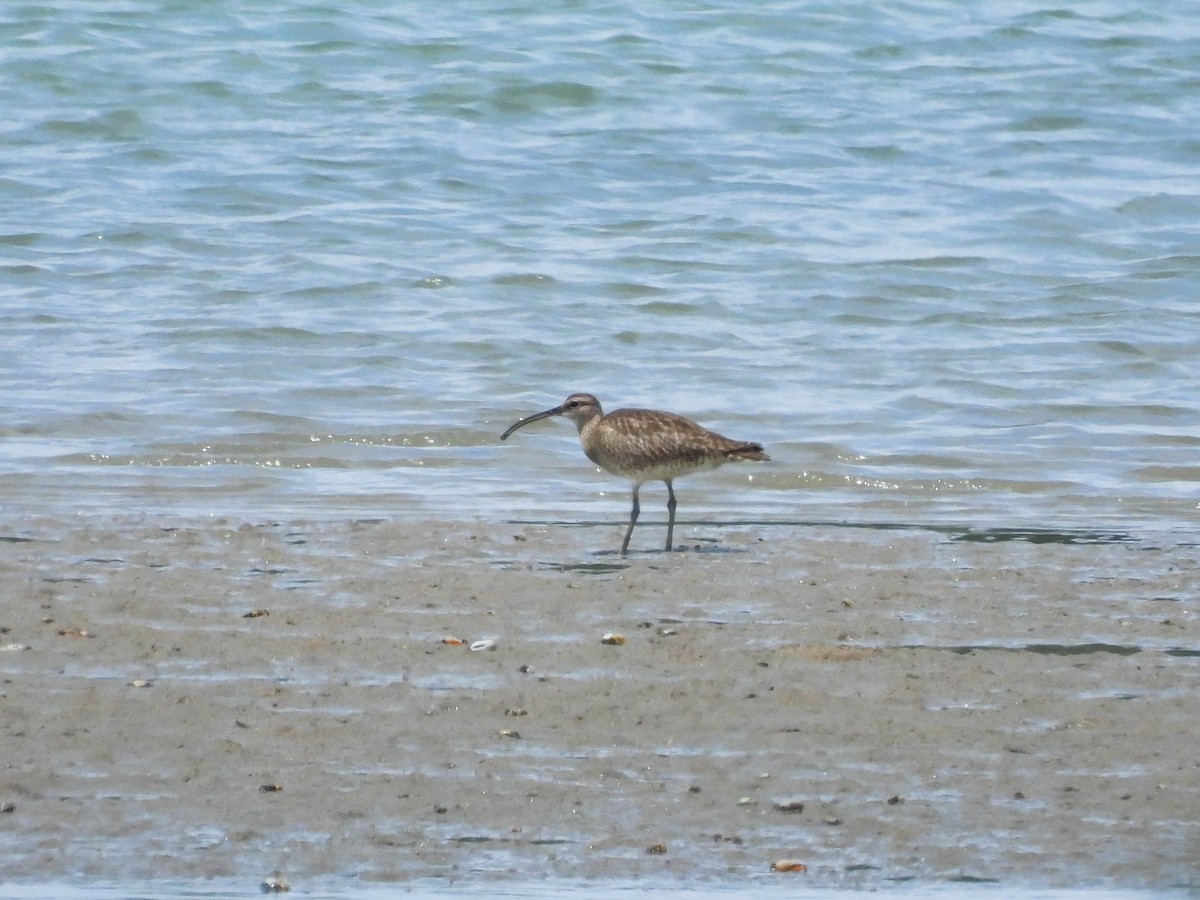 Whimbrel - ML445125791