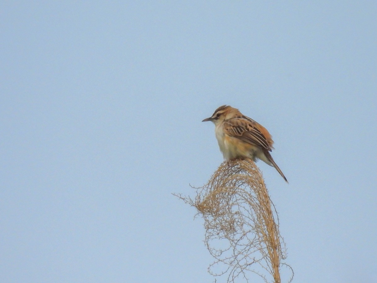 Zitting Cisticola - ML445126781