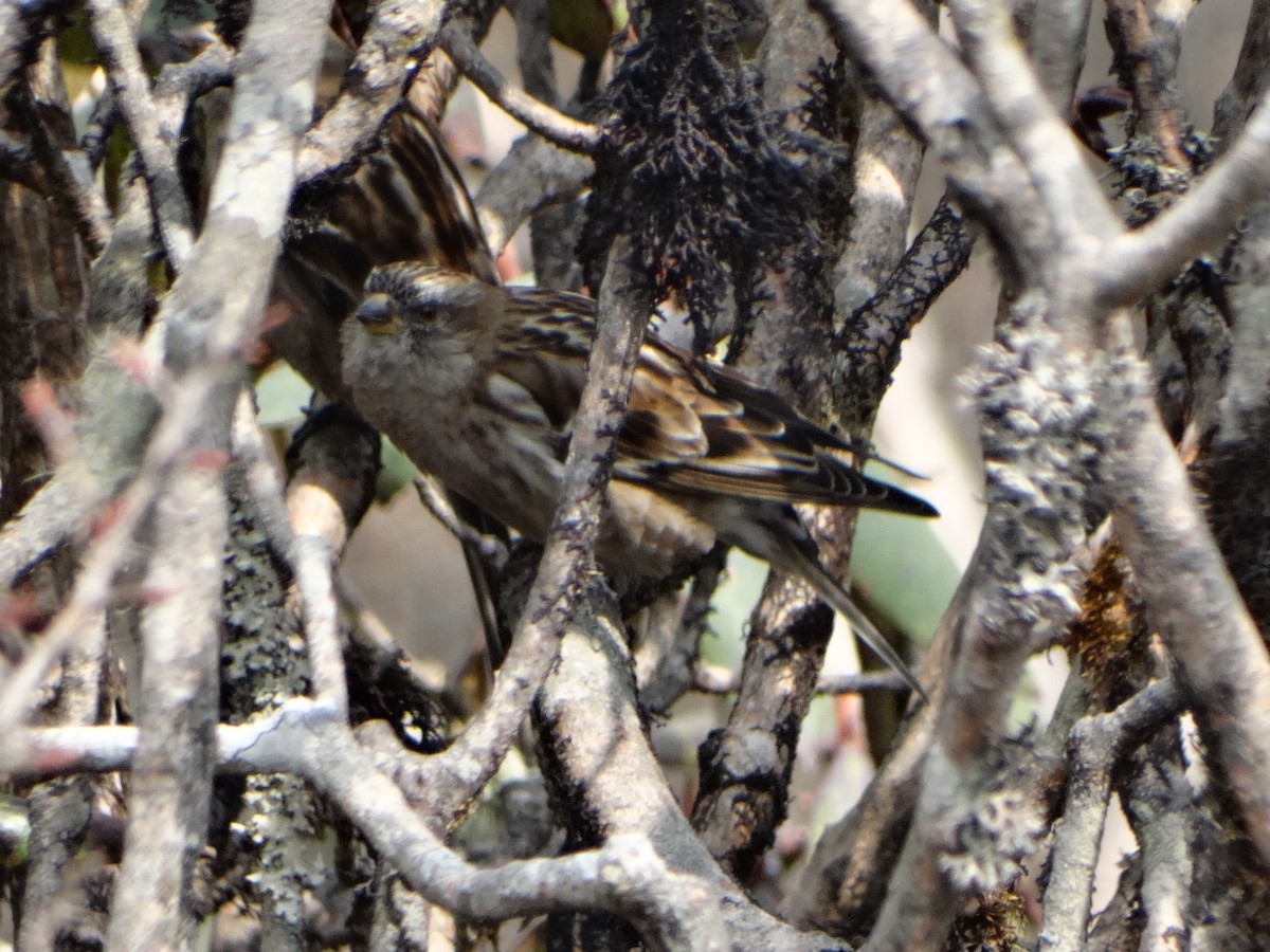 Plain Mountain Finch - ML445126791