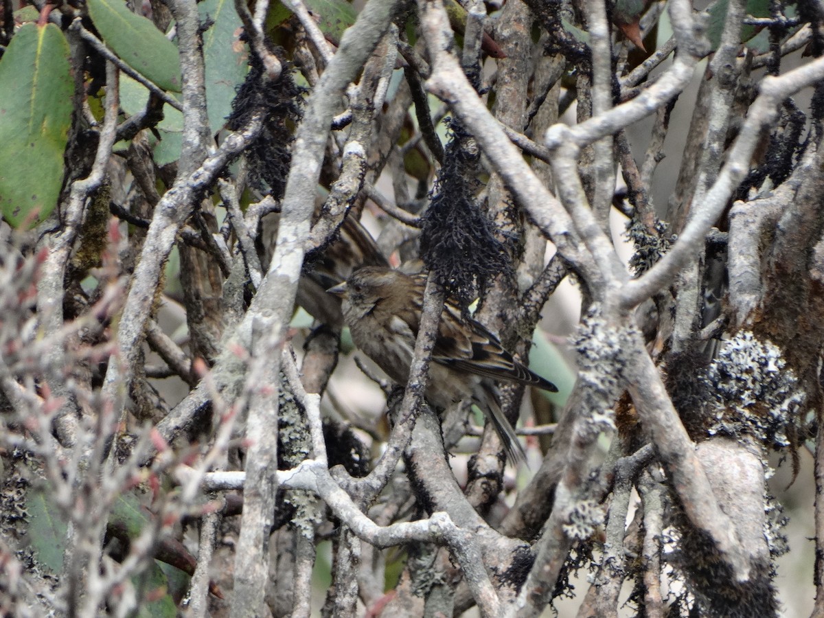 Plain Mountain Finch - ML445126801