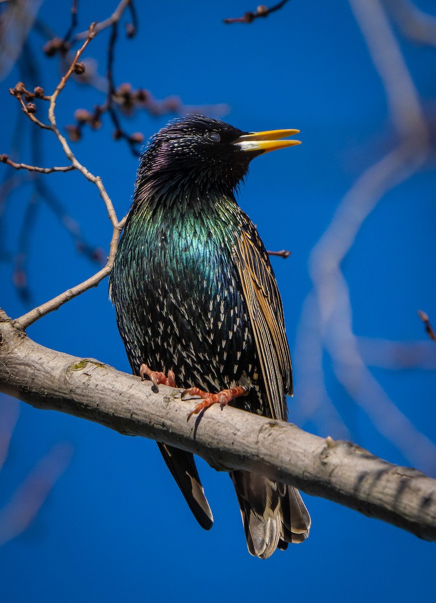 European Starling - ML445126811