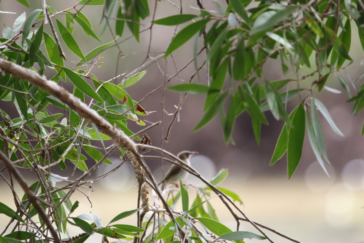 Brown-backed Honeyeater - ML445128841