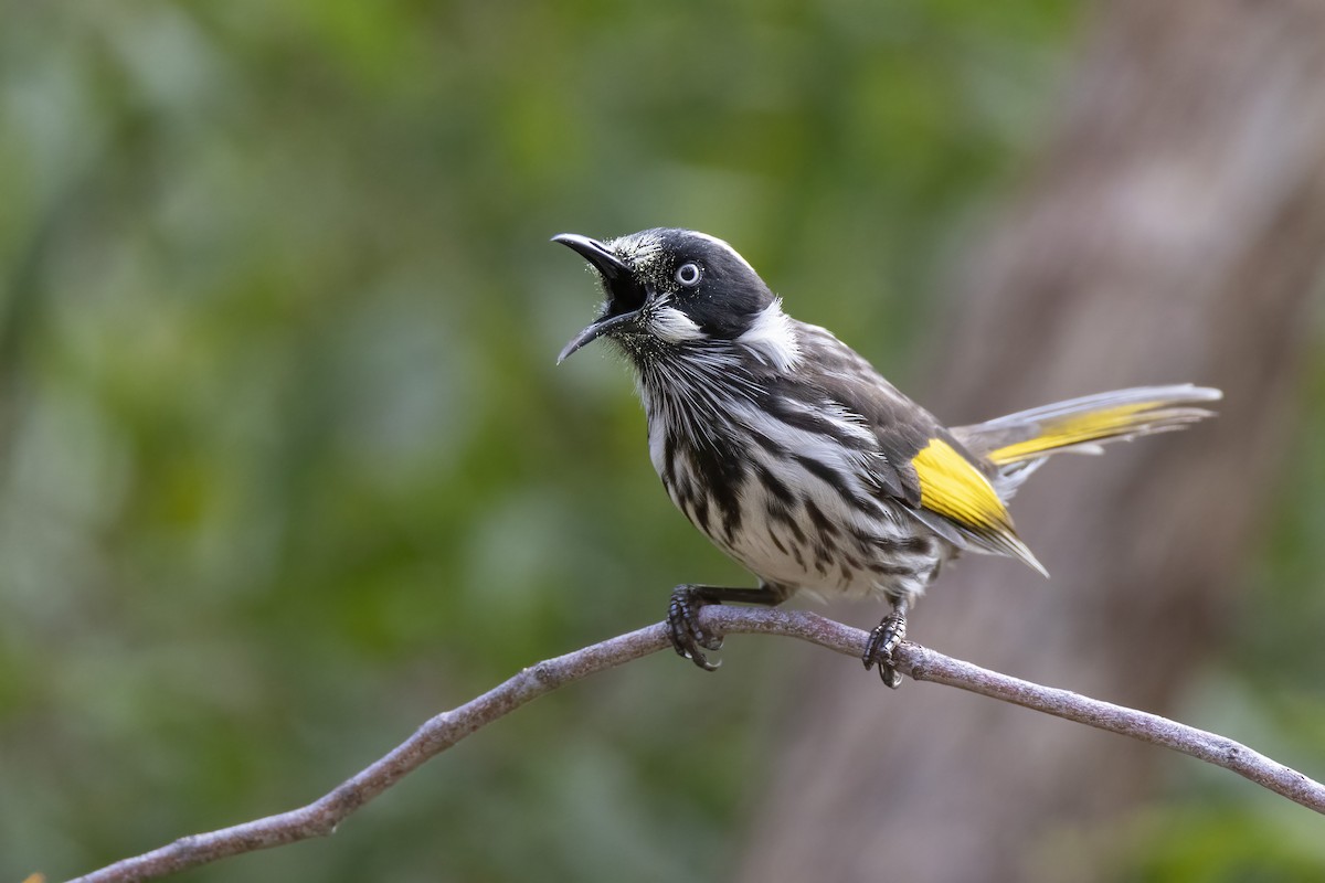 New Holland Honeyeater - ML445129341