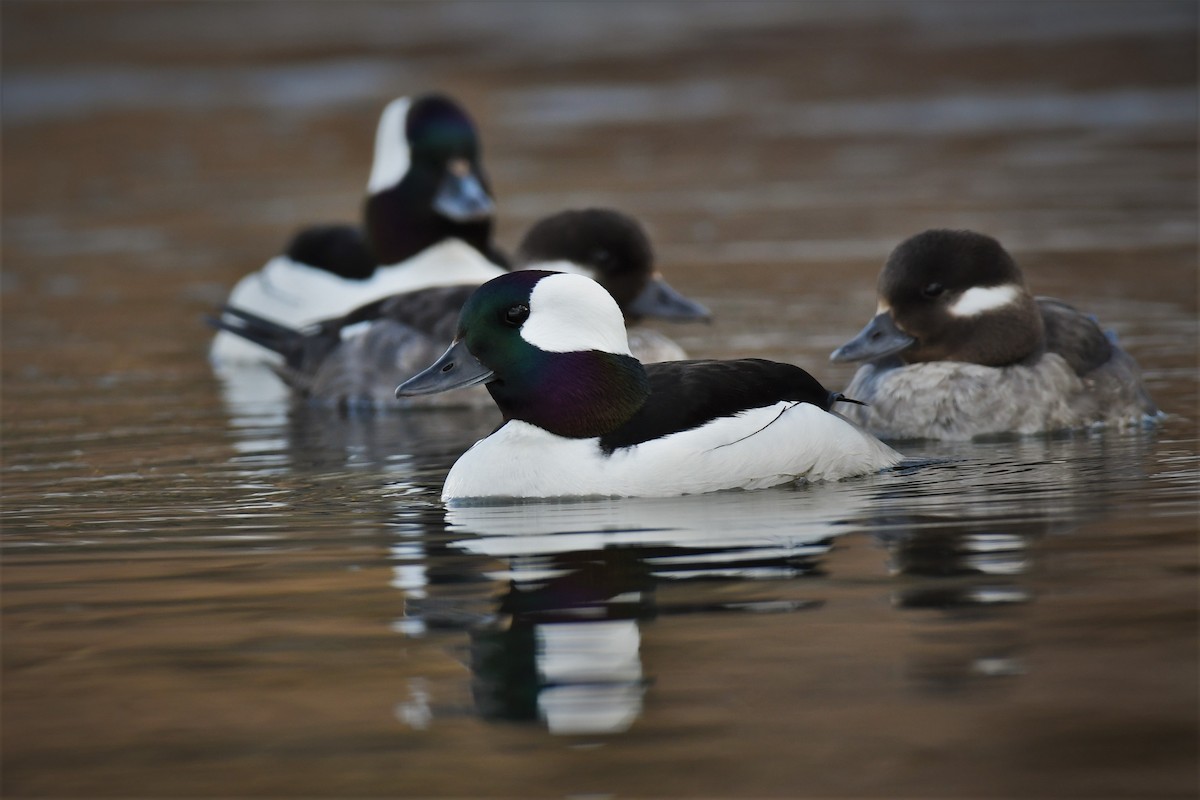 Bufflehead - ML445131211