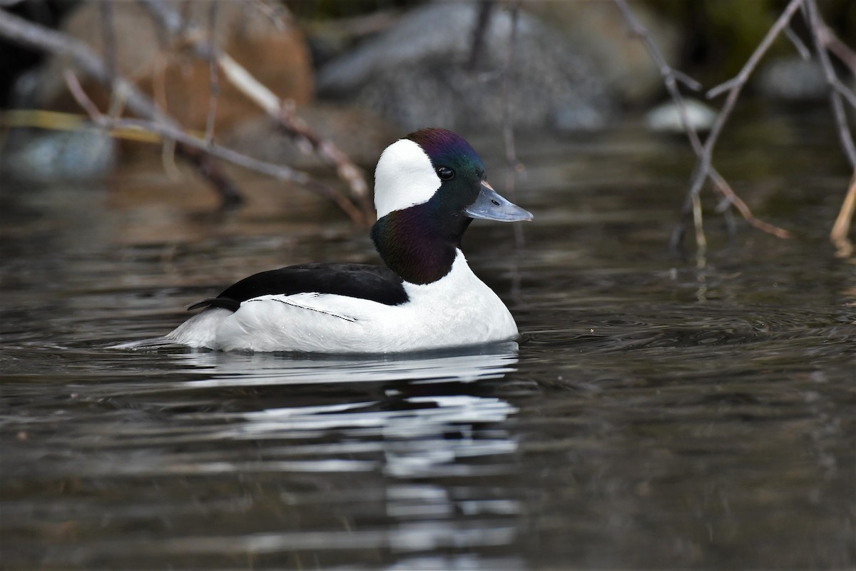 Bufflehead - ML445131271