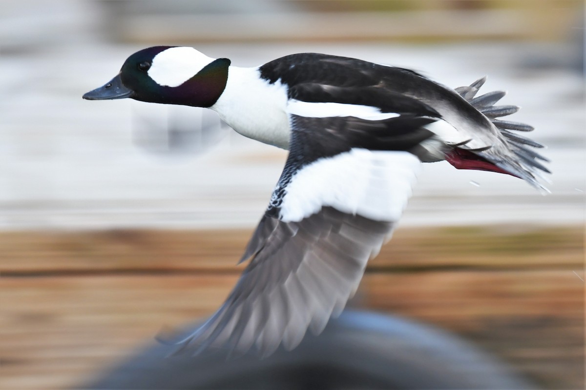 Bufflehead - ML445131281