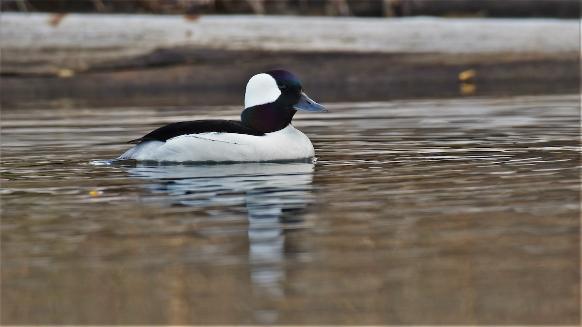 Bufflehead - ML445131301