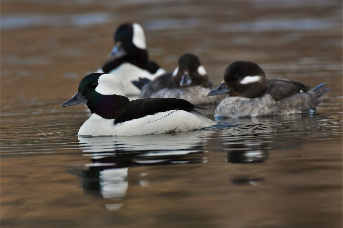 Bufflehead - ML445131311