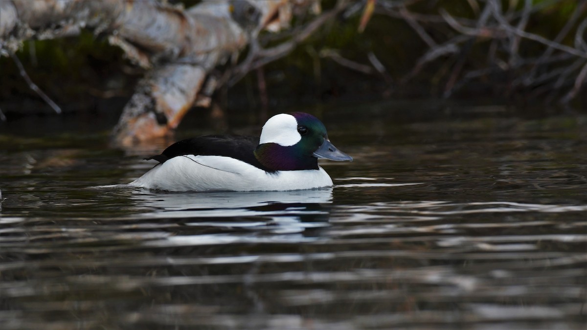 Bufflehead - ML445131411