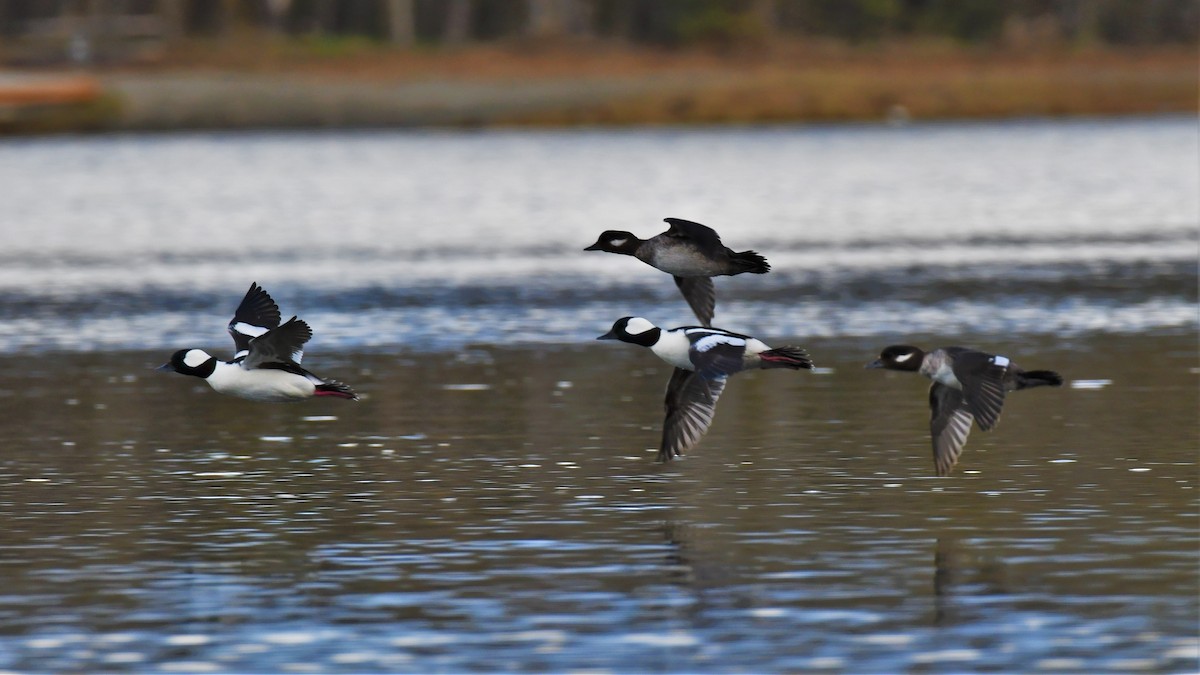 Bufflehead - ML445131451