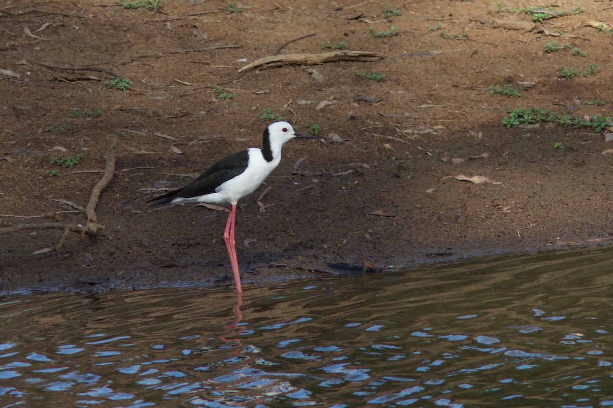 Pied Stilt - ML445131911