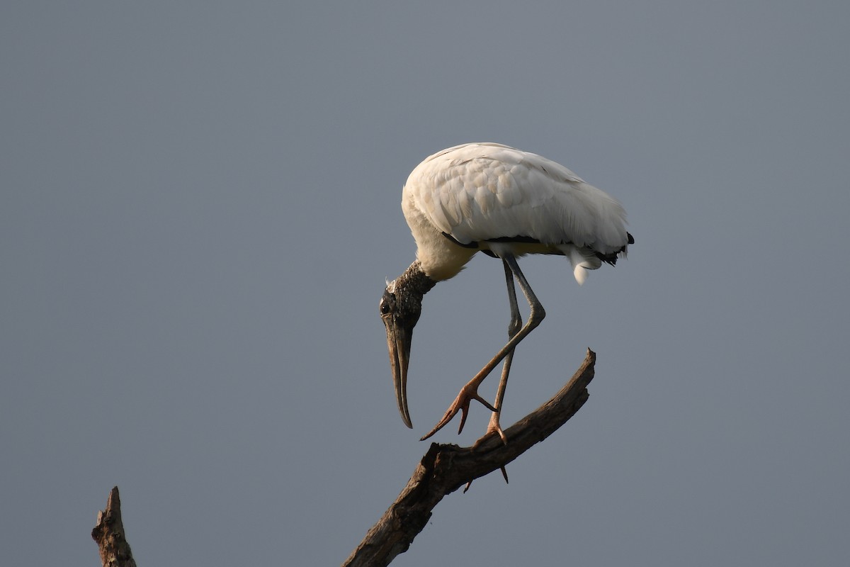 Wood Stork - ML445132841