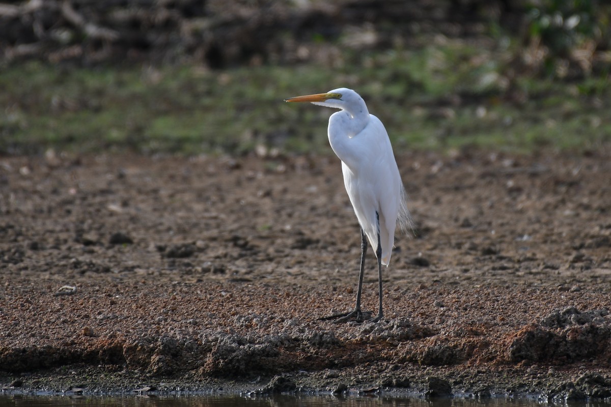 Great Egret - ML445132941