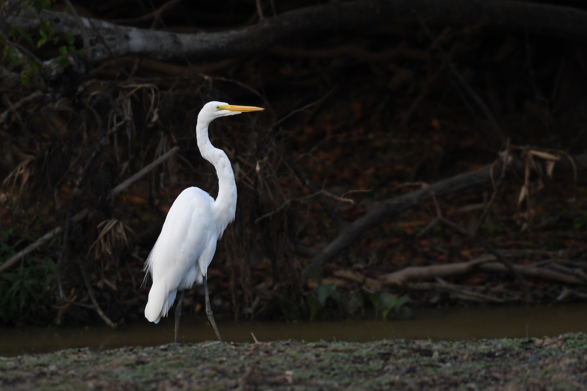 Great Egret - ML445132951