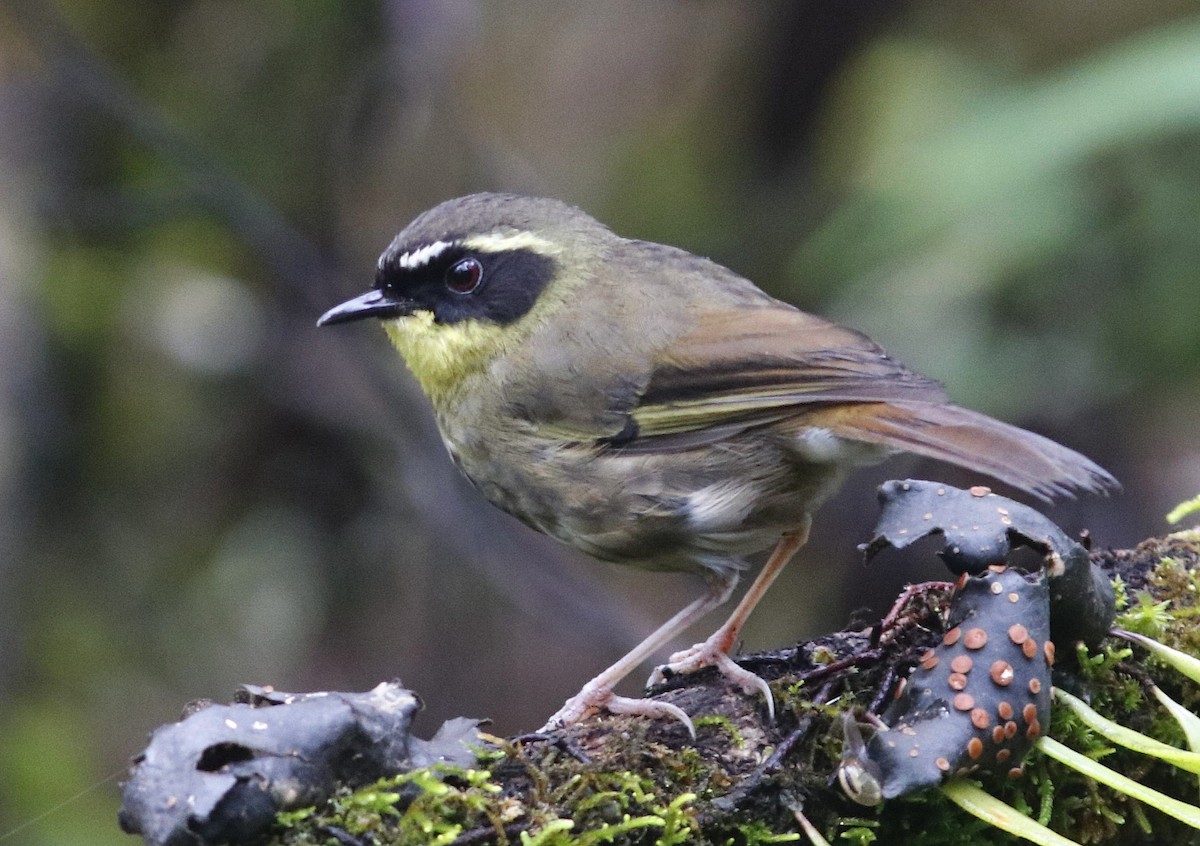 Yellow-throated Scrubwren - ML445133731