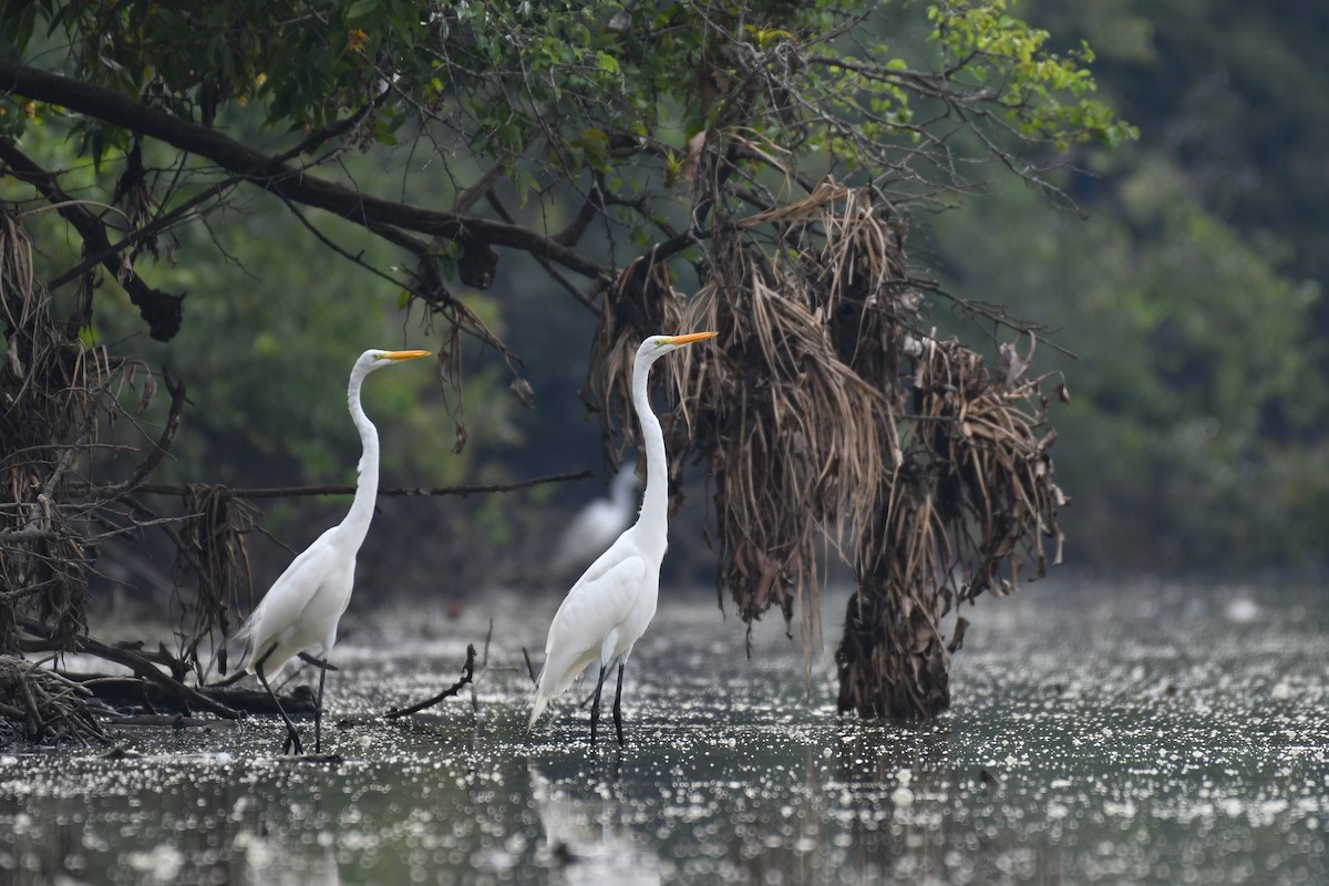 Great Egret - ML445136081