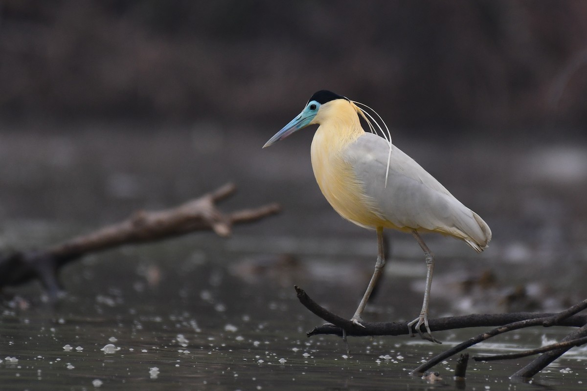 Capped Heron - ML445136151