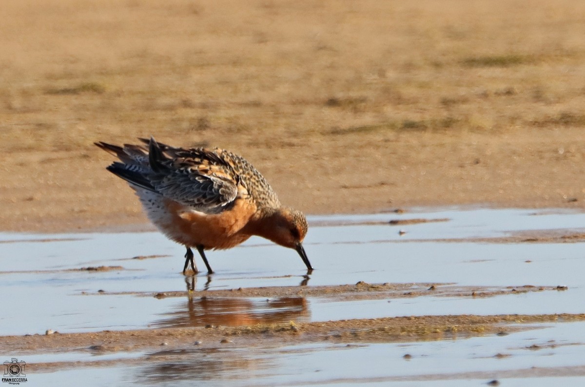 Red Knot - ML445136881