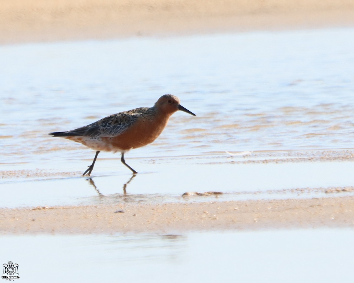 Red Knot - ML445136961