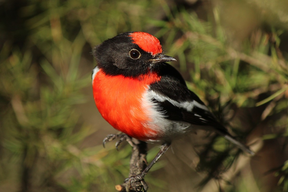 Red-capped Robin - ML445137901