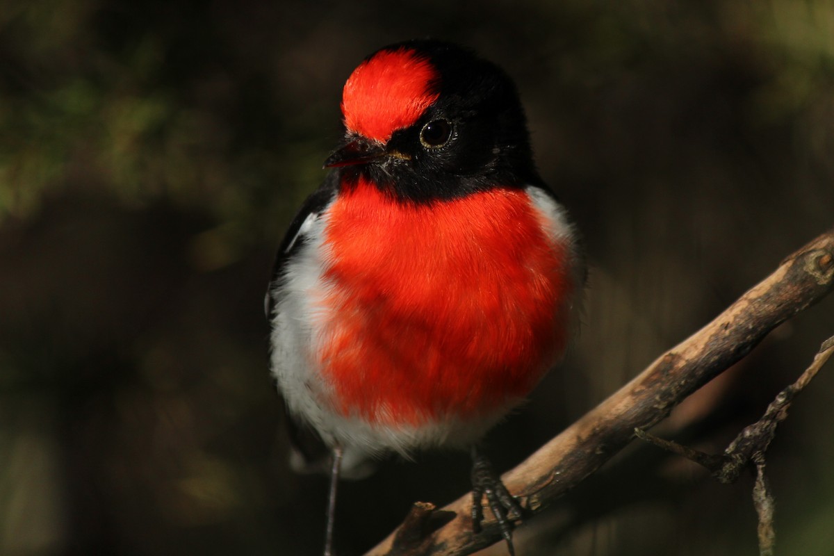 Red-capped Robin - ML445137911