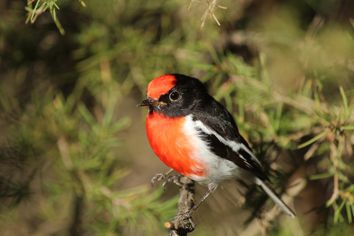 Red-capped Robin - ML445137981