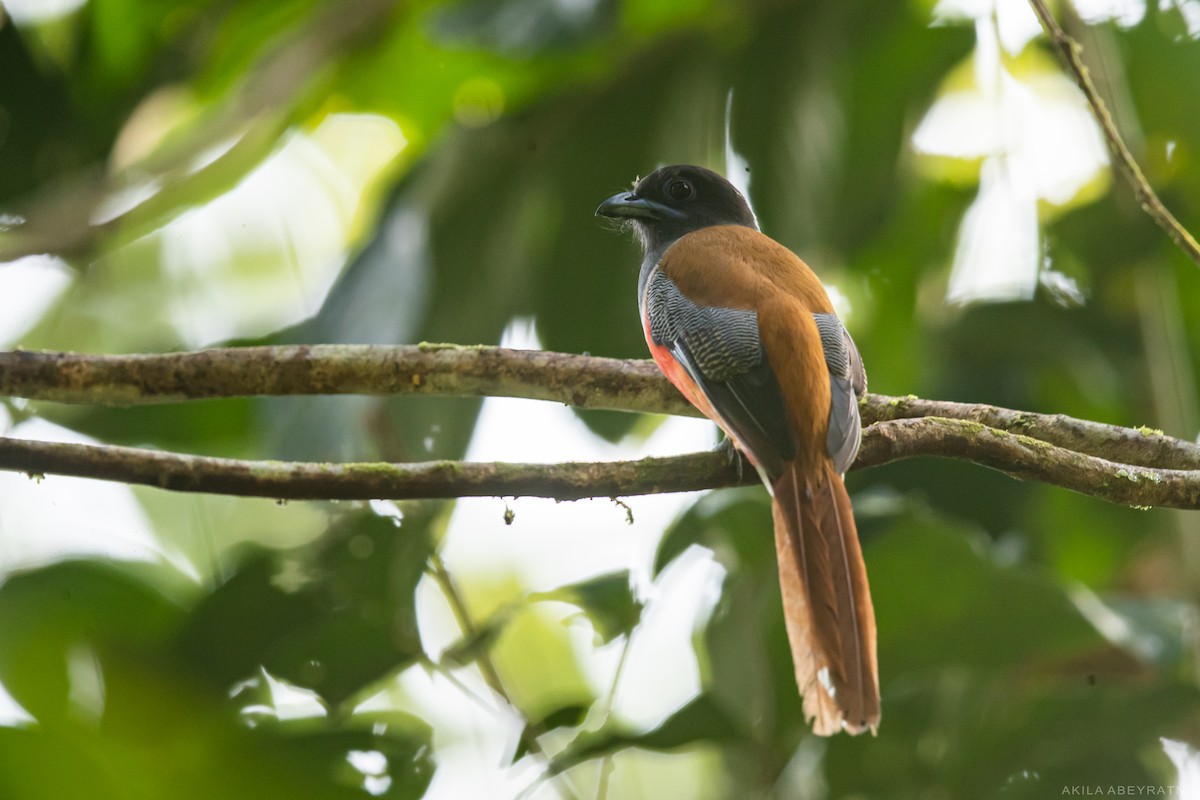 Malabar Trogon - Akila Abeyratne