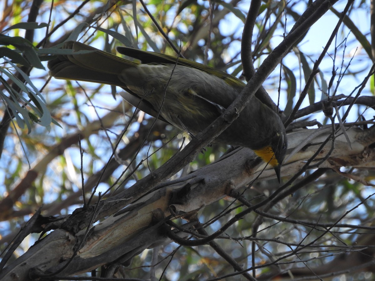 Yellow-throated Honeyeater - ML445139921