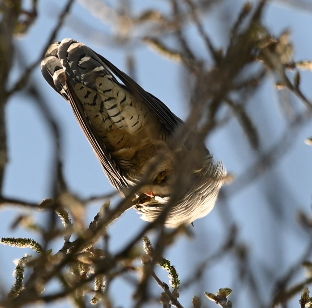 Common Cuckoo - ML445140811