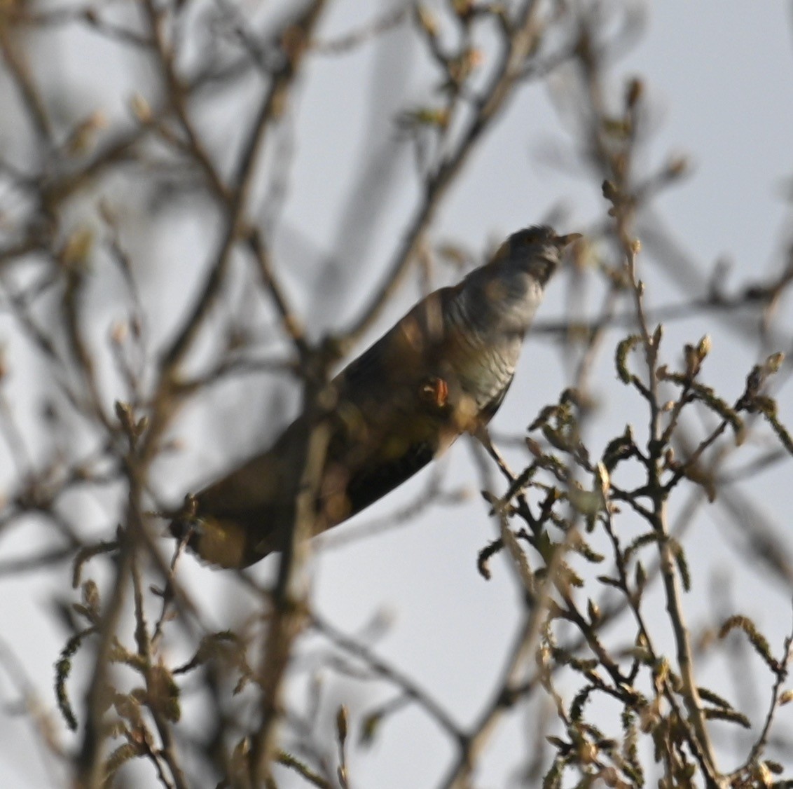 Common Cuckoo - ML445140821