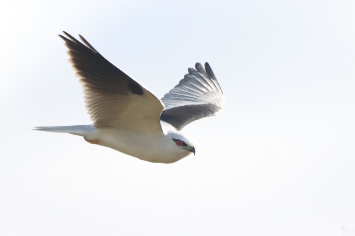 Black-shouldered Kite - India I’Anson