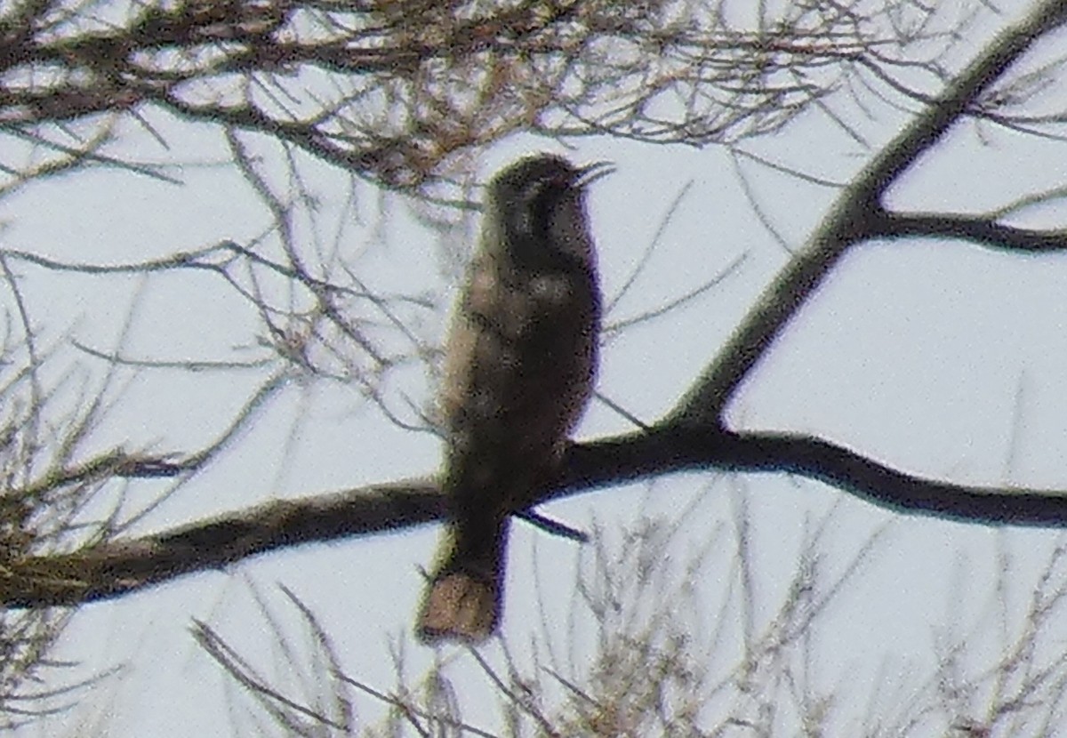 Black-eared Cuckoo - Rose Ferrell