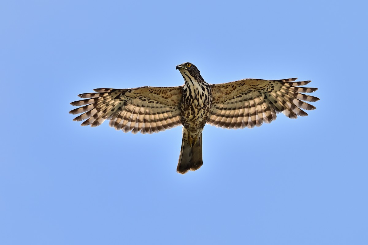 Crested Goshawk - Weber Tsai