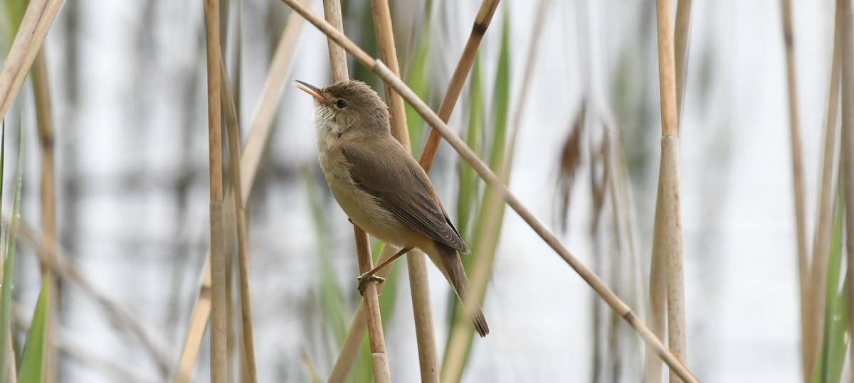 Common Reed Warbler - ML445146221