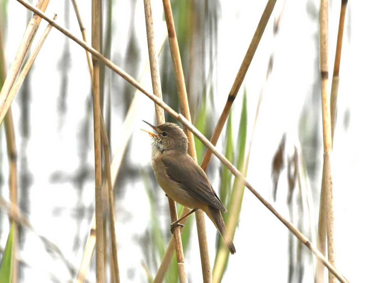 Common Reed Warbler - ML445146241