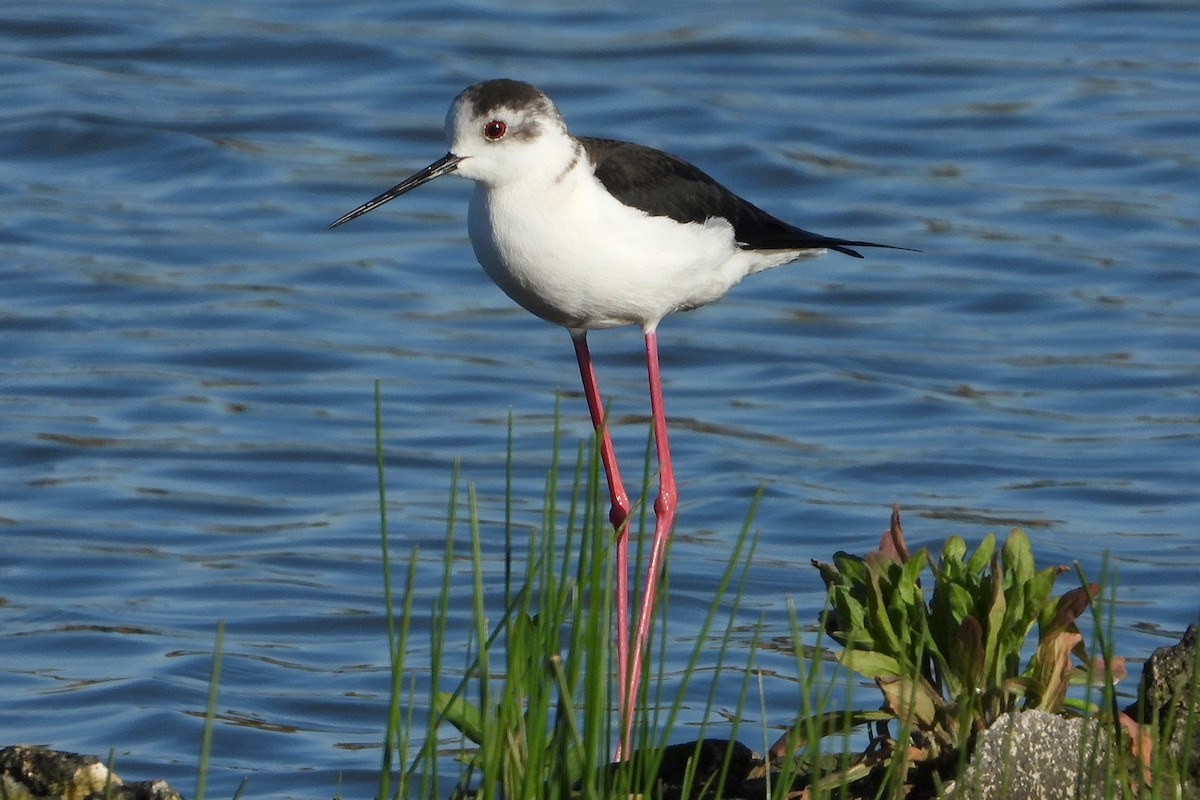 Black-winged Stilt - ML445146771