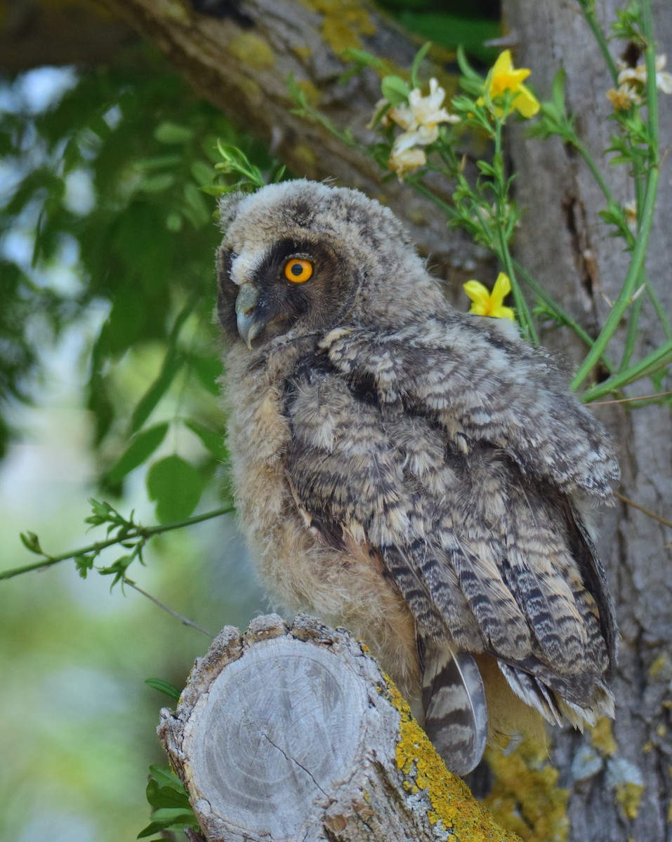 Long-eared Owl - ML445147611