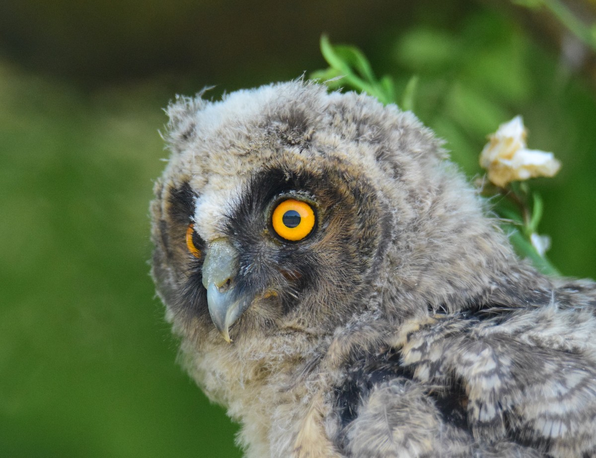 Long-eared Owl - ML445147621
