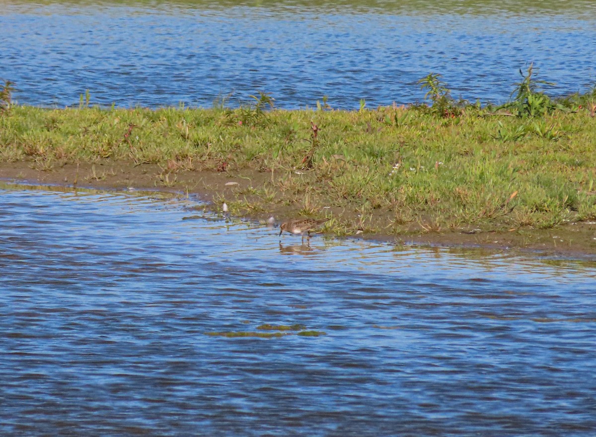 Temminck's Stint - ML445147781