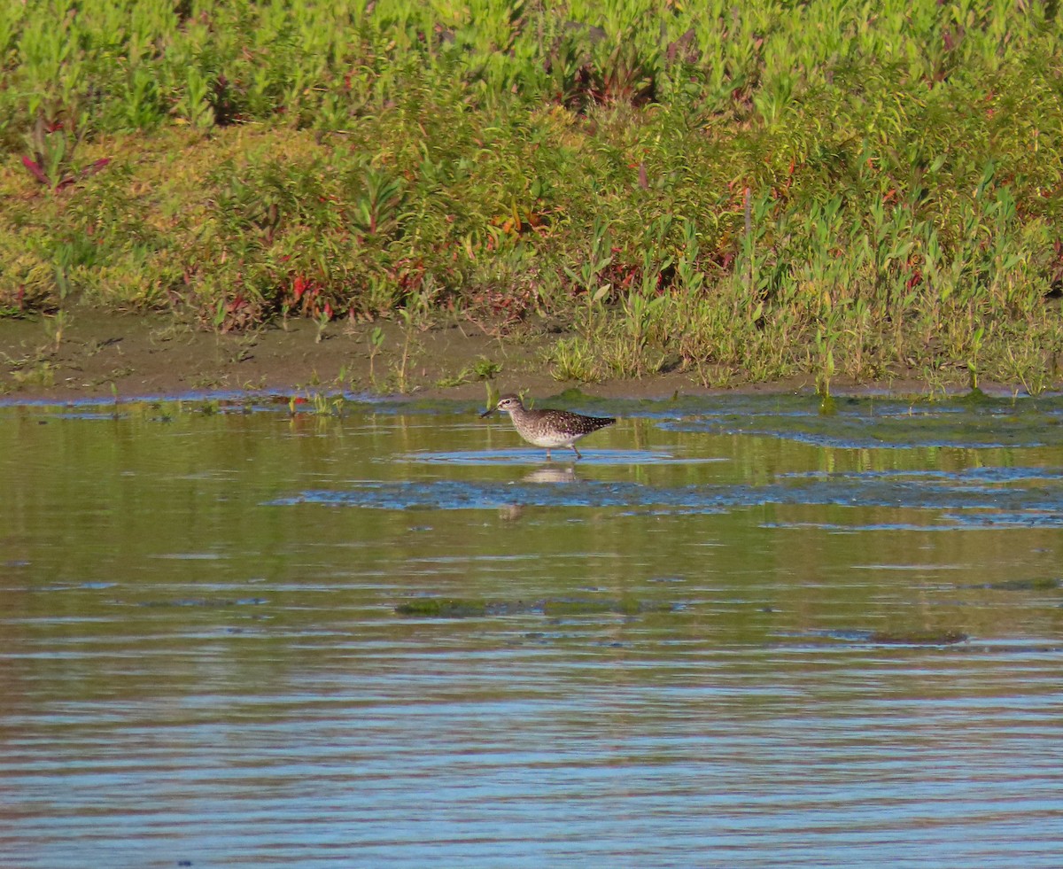 Wood Sandpiper - ML445147921