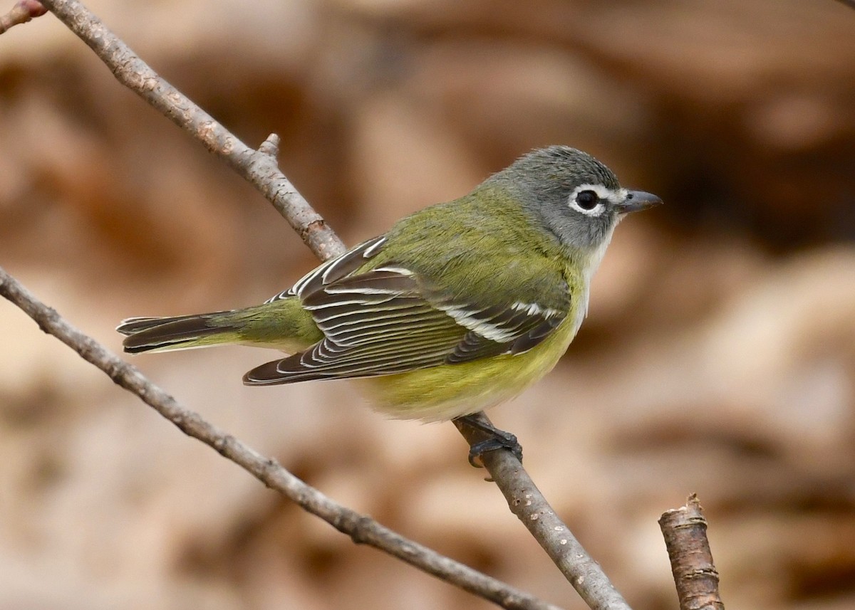 Blue-headed Vireo - ML445148371