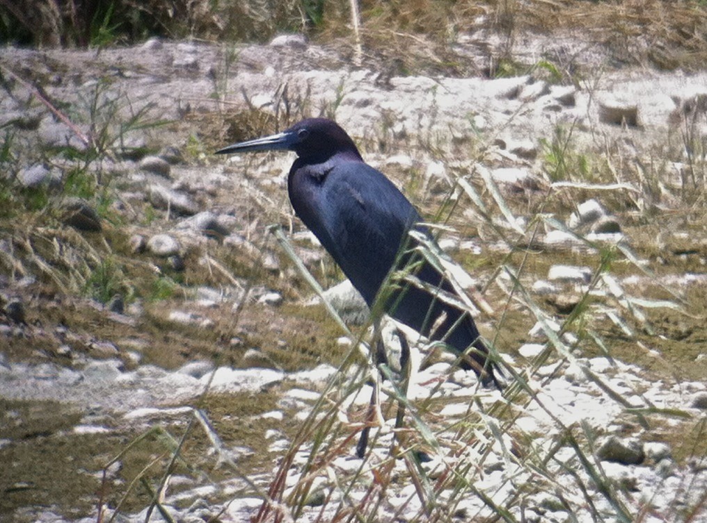 Little Blue Heron - ML44514841