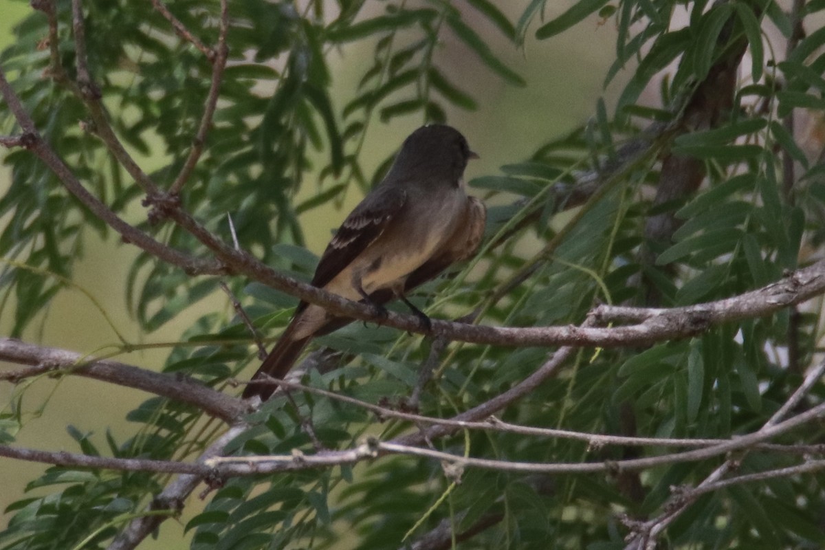 Eastern Wood-Pewee - Kristi Thulin