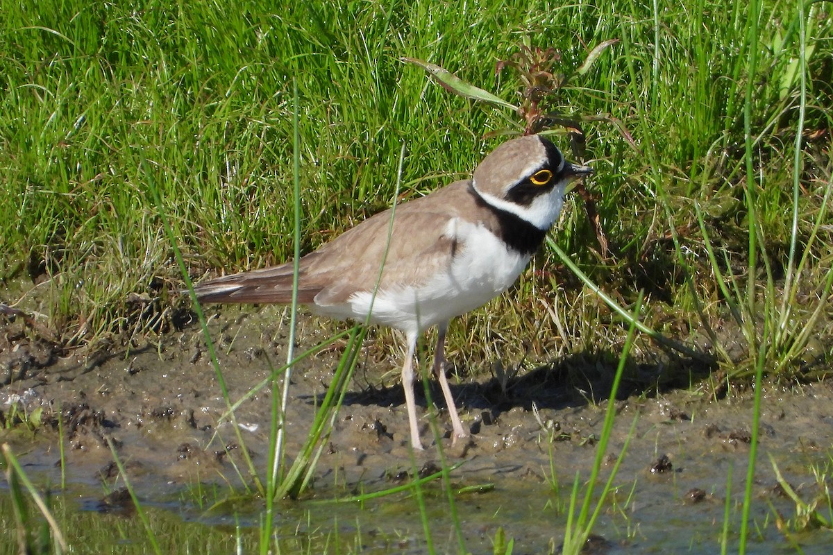 Little Ringed Plover - ML445149031